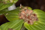 Tropical Mexican clover